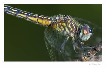 Dragonfly 12d.jpg